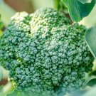 1 oz Broccoli Seeds, Green Sprouting Calabrese, Heirloom Bulk Seeds 9000ct FJ