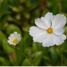 White Cosmos Seeds, Purity, Heirloom Cosmos, Non-Gmo, Draws Butterflies 75ct FJ