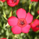 Flax Seeds, Scarlet, Heirloom Wildflowers, Red Flax Seeds, Drought Tolerant 75ct FJ