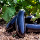 Eggplant Seed, Black Beauty, Heirloom Eggplants, Non-Gmo, Oriental Eggplant 35ct FJ