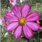 Mixed Cosmos Seeds, Farm Mix, Heirloom Cosmos, Non-Gmo, Draws Butterflies, 75ct FJ