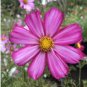 Mixed Cosmos Seeds, Farm Mix, Heirloom Cosmos, Non-Gmo, Draws Butterflies, 75ct FJ