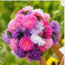 Aster Seeds, Giants Of California, Mixed Asters, Heirloom Flower Seeds 50ct FJ