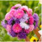 Aster Seeds, Giants Of California, Mixed Asters, Heirloom Flower Seeds 50ct FJ