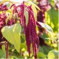 Love Lies Bleeding Seeds, Red, Tassel Flower, Amaranthus, Heirloom Seeds 100ct FJ