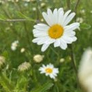 Ox Eye Daisy Seeds, Heirloom Daisies, Ox Eye Daisies, Heirloom Wildflower, 100ct FJ