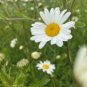 Ox Eye Daisy Seeds, Heirloom Daisies, Ox Eye Daisies, Heirloom Wildflower, 100ct FJ