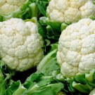 Cauliflower Seeds, Self Blanching, Heirloom Cauliflower Seed, Bulk Seeds, 500ct FJ