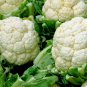 Cauliflower Seeds, Self Blanching, Heirloom Cauliflower Seed, Bulk Seeds, 500ct FJ