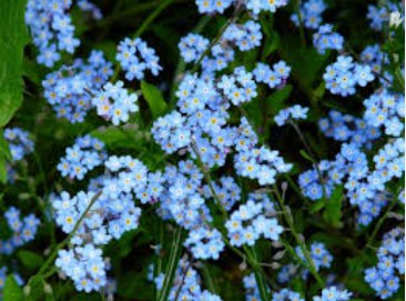 Forget Me Not Seed, Myosotis Sylvatica, Blue Flowers, Heirloom Flower Seed, 75ct FJ