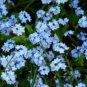 Forget Me Not Seed, Myosotis Sylvatica, Blue Flowers, Heirloom Flower Seed, 75ct FJ