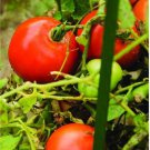 1/2 oz Tomato Seed, Bonny Best, Non-Gmo Heirloom Tomato, Tolerates Cold, 6000 ct FJ