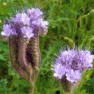 Purple Tansy Seeds, Fiddle Neck Tansies, Annual Flower Seed, Unusual Blooms 50ct FJ