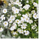 Babys Breath Seeds, Convent White, Ground Cover Seeds, Heirloom Annual, 100ct FJ