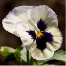 Pansy Seeds, Silverbride, Swiss Giant Pansies, Viola Seeds, Heirloom Seeds, 50ct FJ