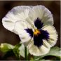 Pansy Seeds, Silverbride, Swiss Giant Pansies, Viola Seeds, Heirloom Seeds, 50ct FJ