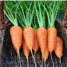 Carrot Seed, Chantenay Red Cored, Bulk Carrot Seed, Heirloom Carrot Seed, 500ct FJ