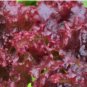 Red Lettuce Seeds, Leaf Lettuce Seeds, Heirloom Bulk Lettuce Seed, Non-Gmo 500ct FJ