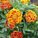 Mixed Marigold Seeds, Sparky Mix, French Marigolds, Non-Gmo Heirloom Seeds 100ct FJ