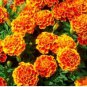 Mixed Marigold Seeds, Sparky Mix, French Marigolds, Non-Gmo Heirloom Seeds 100ct FJ