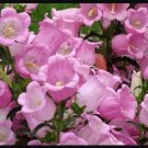 Pink Canterbury Bells Seeds, Heirloom Flower Seeds, Pink Flowers, Non-Gmo, 75ct FJ