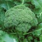 Broccoli Seeds, Green Sprouting Calabrese, Heirloom Broccoli, Bulk Seeds, 500ct FJ