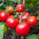 Tomato Seed, Moneymaker, Non-Gmo Heirloom Tomato Seeds, Prolific & Reliable 50ct FJ