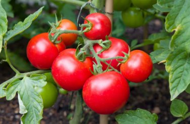 Tomato Seed, Moneymaker, Non-Gmo Heirloom Tomato Seeds, Prolific & Reliable 50ct FJ