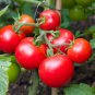Tomato Seed, Moneymaker, Non-Gmo Heirloom Tomato Seeds, Prolific & Reliable 50ct FJ