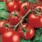 Tomato Seed, Moneymaker, Non-Gmo Heirloom Tomato Seeds, Prolific & Reliable 50ct FJ
