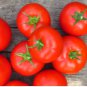 Tomato Seed, Moneymaker, Non-Gmo Heirloom Tomato Seeds, Prolific & Reliable 50ct FJ