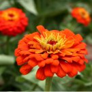 Mixed Zinnia Seeds, Southern Sunset, Bulk Zinnia Seeds, Heirloom Non-gmo, 400ct FJ