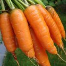 1/2 oz Carrot Seed, Scarlet Nantes, Heirloom Bulk Carrot, Coreless, Approx 12000 FJ