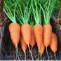 1/2 oz Carrot Seeds, Chantenay Red Cored, Heirloom Bulk Carrot Seed, Approx 7700 FJ