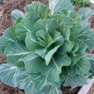 1 oz Collard Seeds, Georgia Southern, Heirloom Collards, Bulk Seeds 8,000ct FJ