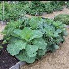 1/4 oz Collard Seeds, Champion, Bulk Seeds, Heirloom Collard Green Seeds 2,000ct FJ