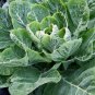 1/2 oz Collard Seeds, Champion, Bulk Seeds, Heirloom Collard Greens 4000ct FJ