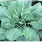 1/2 oz Collard Seeds, Champion, Bulk Seeds, Heirloom Collard Greens 4000ct FJ