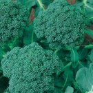 1/4 oz Broccoli Seed, Waltham 29, Heirloom Broccoli Seeds, Bulk Seeds 2,500ct FJ