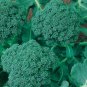 1/4 oz Broccoli Seed, Waltham 29, Heirloom Broccoli Seeds, Bulk Seeds 2,500ct FJ