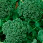 1/2 oz Broccoli Seeds, Green Sprouting Calabrese, Bulk Heirloom Seeds, 4500ct FJ