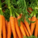 1/4 oz Carrot Seed, Danvers 126, Heirloom Carrot Seeds, Bulk Seed, Approx 5,000 FJ