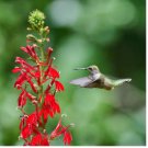 Red Cardinal Flower Seed, Lobelia, Heirloom Wildflower, Attract Butterflies 75ct FJ