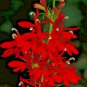 Red Cardinal Flower Seed, Lobelia, Heirloom Wildflower, Attract Butterflies 75ct FJ