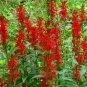 Red Cardinal Flower Seed, Lobelia, Heirloom Wildflower, Attract Butterflies 75ct FJ