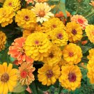 Yellow Zinnia Seeds, Canary Bird, Heirloom Zinnia Seeds, Bulk Flower Seeds 400ct FJ