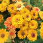 Yellow Zinnia Seeds, Canary Bird, Heirloom Zinnia Seeds, Bulk Flower Seeds 400ct FJ
