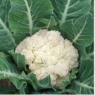 1 oz Cauliflower Seeds, Self Blanching, Heirloom Cauliflower, Bulk Seed 8000ct FJ