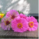 Pink Zinnia Seeds, Luminosa, Heirloom Zinnias, Bulk Seeds, Heirloom Flower 400ct FJ