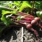 Beet Seeds, Detroit Dark Red, Bulk Seed, Heirloom Beet Seed, Non-Gmo Beets 500ct FJ